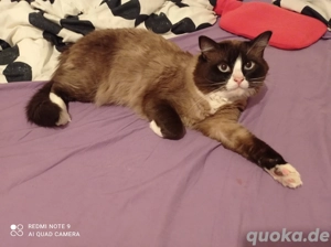 Ragdoll mit Stammbaum 