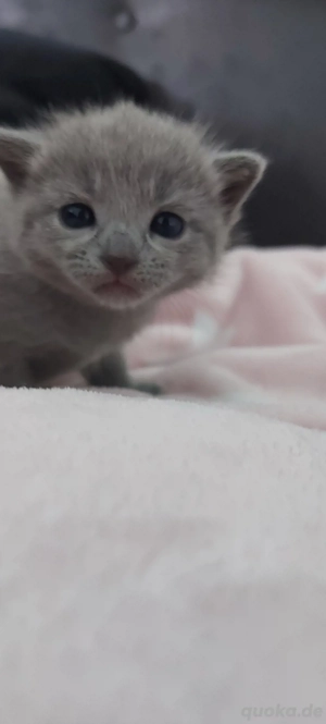 Russisch Blau Kitten