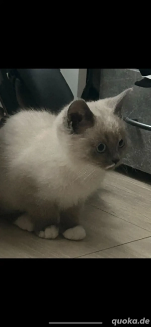 britisch kurzhaar katze