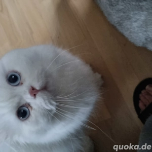 Deckkater gesucht   Zur Deckung angeboten