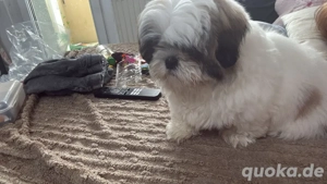 Shih tzu Rüde