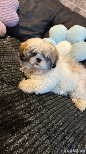 Shih Tzu rüde
