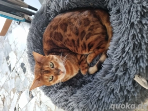 Bengale Kater kastriert gechipt 