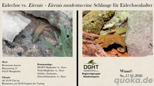 Votrag: Eidechse vs. Eirenis  - Eirenis modestus eine Schlange für Eidechsenhalter, 17.01.2026