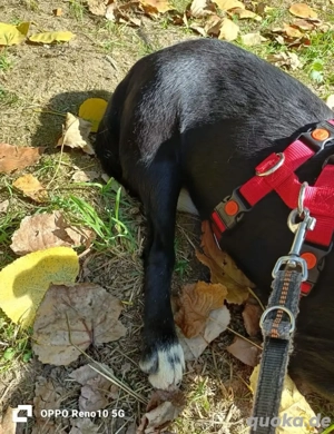 PIPOCA    ein tapferes Herz, das so viel mehr verdient Bild 5