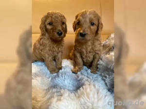 Wunderschöne Goldendoodle Welpen (Golden Retriever x Pudel)