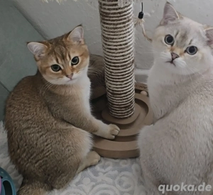 Reinrassige Bkh katzen
