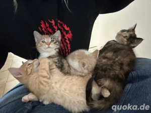 4 Babykatzen, Kitten, Katzenbabys Glückskatze suchen neues zu Hause