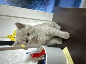 Zauberhafte BKH Kitten abgabebereit ab dem 31.01.26