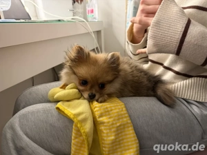 Pomeranian Welpen Mädchen