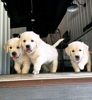 Abzugeben sind Golden-Retriever-Welpen im Alter von 3 Monaten.