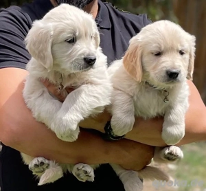 Unsere 3 Monate alten Golden-Retriever-Welpen suchen ihr Für-immer-Zuhause