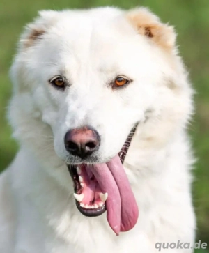 leta sucht neues Zuhause 