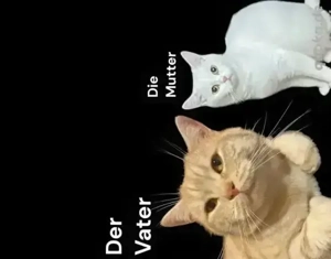 Verspielte und wunderschöne Maine-Coon-Kätzchen zu verkaufen