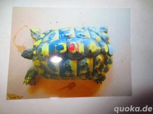 Griechisches Weibchen   und Männchen    groß abzugeben