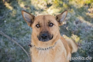 Chip-Nr. 255443 - Die soziale Hündin wartet auf ein Ticket in ihre eigene Familie