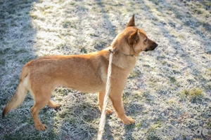 *ROSALINA* - Die soziale Hündin wartet auf ein Ticket in ihre eigene Familie