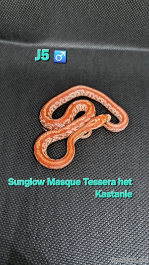 Kornnatter NZ von 11.2025