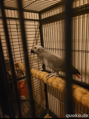 1.1. Kongohenne von 2019