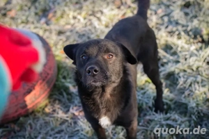 *COOPER* Der Rüde ist offen, lernbereit und leinenführig, und er liebt die menschliche Nähe