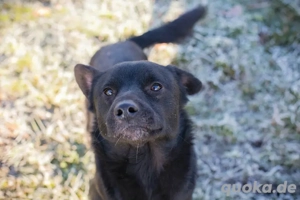 *COOPER* Der Rüde ist offen, lernbereit und leinenführig, und er liebt die menschliche Nähe