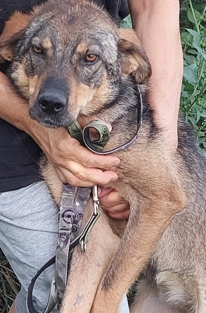 Marta braucht ein richtiges Zuhause für immer Bild 3