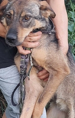 Marta braucht ein richtiges Zuhause für immer Bild 2