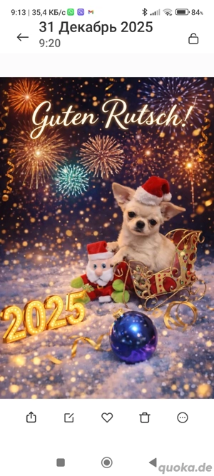 Chihuahua-Welpe (weiblich) zu verkaufen