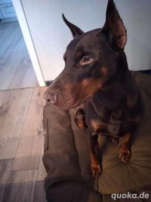 Suche Dobermann Hündin