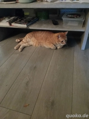 2 wundervolle BHK Katzen 