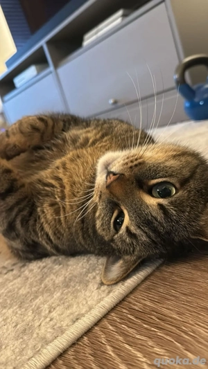 Schöne braune Tabby-Katze