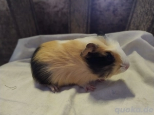 Meerschweinchen Bock verschiedene Böcke