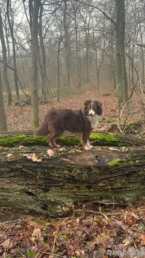 Miniature Australian Shepherd Hündin 