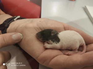 Ratten Babys bald wieder zur abgabe