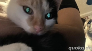 2 Glückskatzen abzugeben 