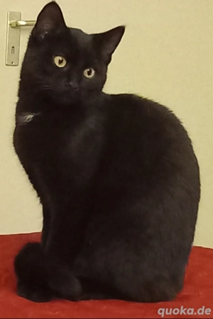 Katze sucht ein neues Zuhause. 