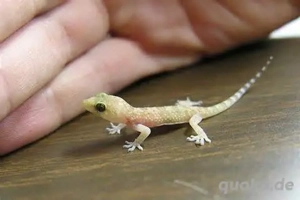 Suche Jungferngeckos (Lepidodactylus lugubris)