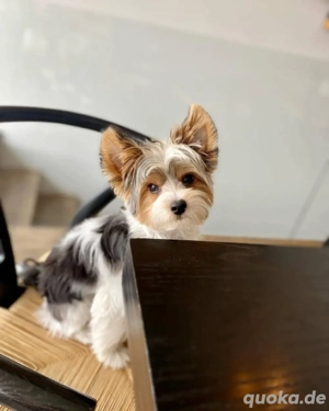 Yorkshire-Terrier-Welpen 