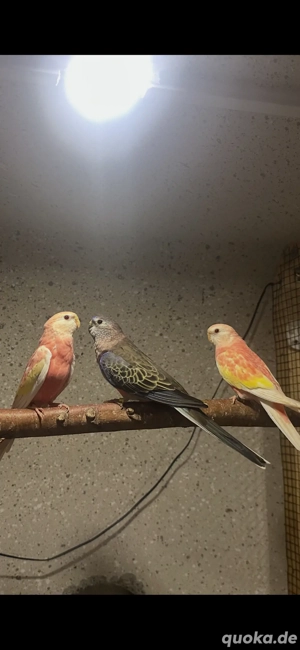 Bourkesittiche Bourkesittich Hahn & Hennen Rubino 