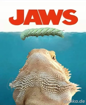 Suche adulte männliche Bartagame