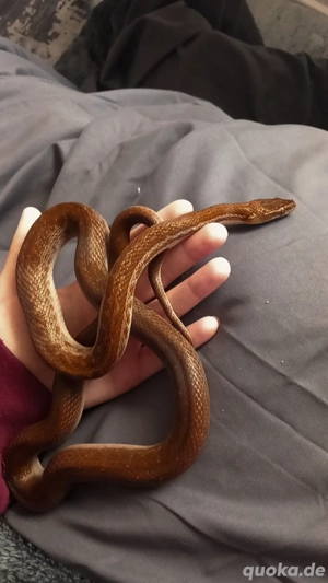 Afrikanische hausschlange dringend 