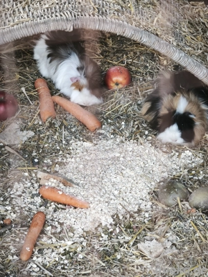 Schöne Meerschweinböckchen