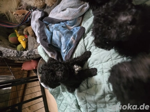 Grosspudel Welpen  schwarz weiß 