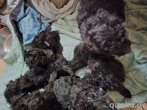 Grosspudelwelpen schwarz und schwarz weiß 