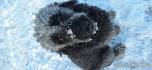 Suche Golden Retriever oder Doodle Deckrüde