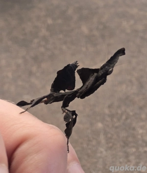 Phyllocrania paradoxa, Mantis, Gottesanbeterin