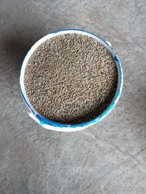 Futtergetreide Hühnerfutter Weizen und Roggen