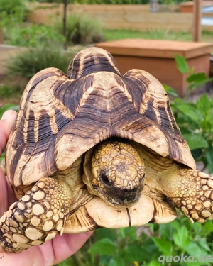 Adultes Zuchtmännchen   Burmesische Sternschildkröte zu verkaufen (Geochelone platynota)