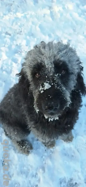 Suche Golden Retriever oder Doodle Deckrüde