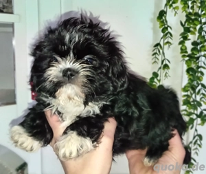 Wonderschone shih tzu welpen mit stammbaum & DNA